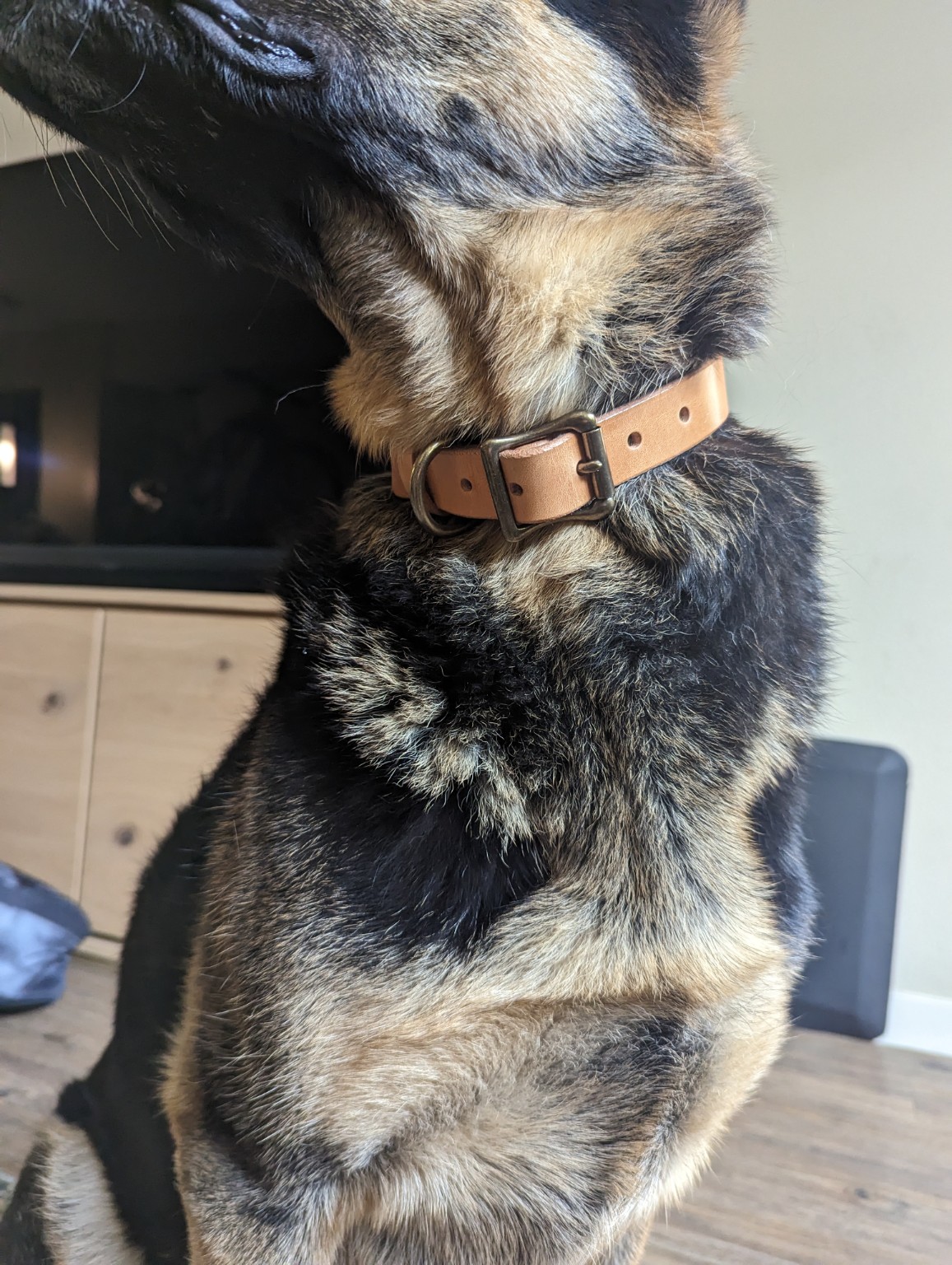 A dog wearing a Moonlight Leatherworks harness leather collar